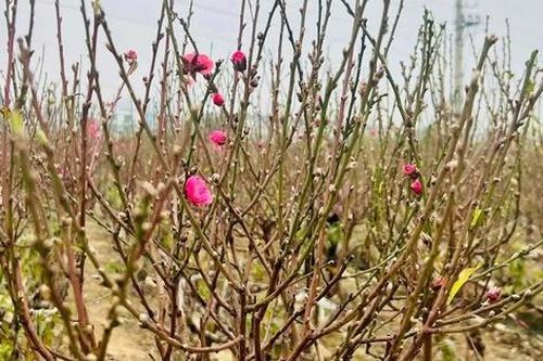 Hoa đào cuối vụ giá vài chục ngàn đồng một cành đắt khách chơi Rằm tháng Giêng