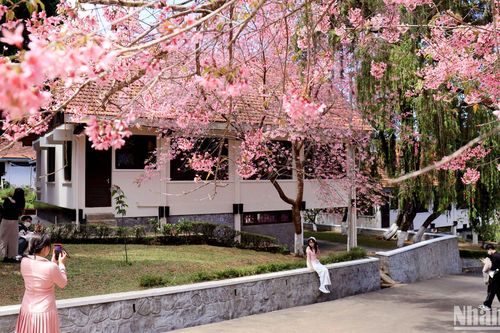 Hoa mai anh đào rực hồng phố núi Đà Lạt
