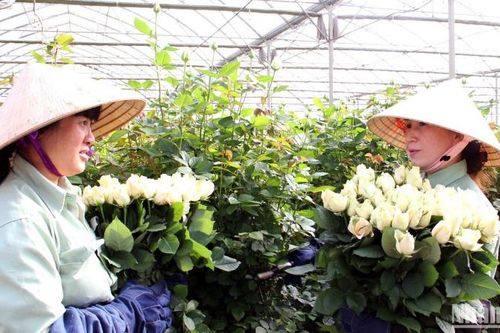 Người trồng hoa Đà Lạt trúng lớn vụ hoa đầu năm