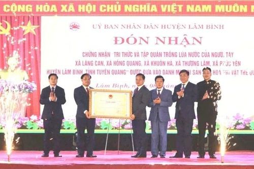 'Tri thức và tập quán trồng lúa nước của người Tày' được công nhận di sản văn hóa