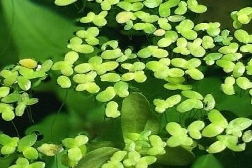 Bèo tấm - Nguồn dinh dưỡng tiềm năng đang chờ trải nghiệm