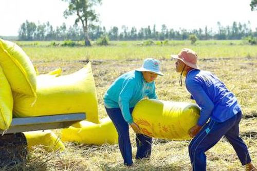 Giá gạo xuất khẩu xuống thấp nhất trong 9 năm