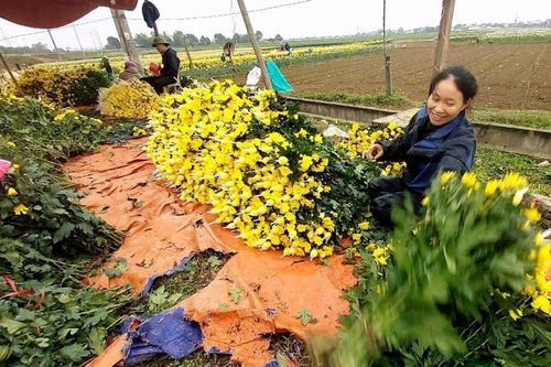 Hoa cúc Rằm tháng Giêng xuất bán với giá cao gần gấp đôi dịp Tết