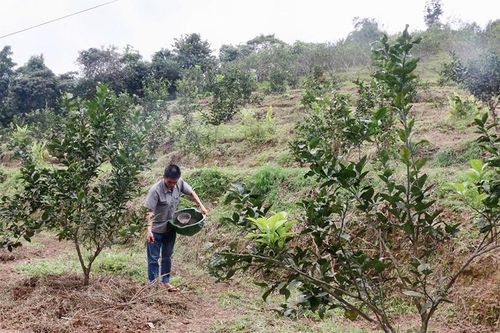 Nông dân 'hồi sức' cho cam sau mùa thu hoạch