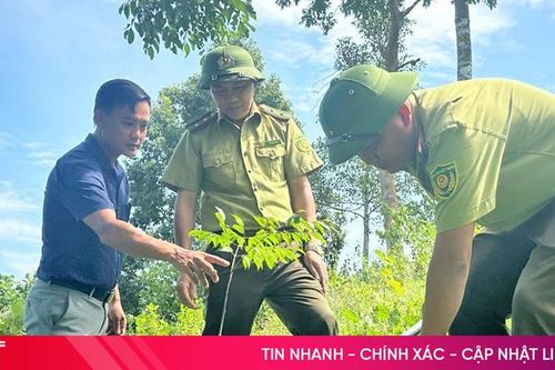 Vì sao Hà Tĩnh chưa phát triển rừng bằng các loài cây bản địa?