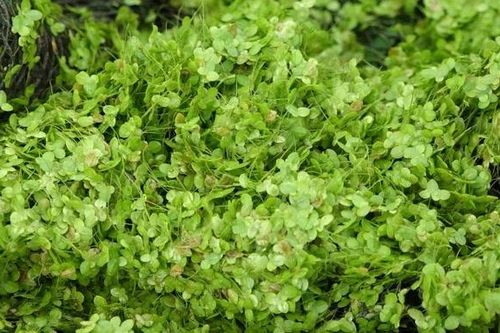 Bèo tấm - 'Siêu thực phẩm' tiềm năng của tương lai