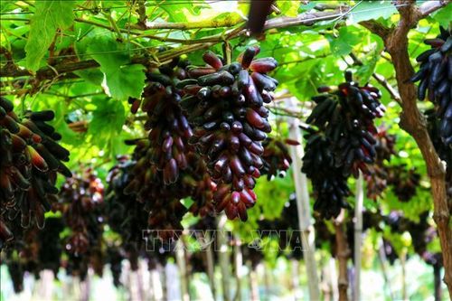 Tăng sức hút từ các giống nho ăn tươi mới chất lượng cao