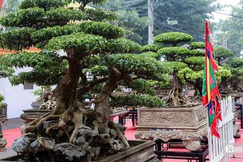 Ngắm loạt cây cảnh giá bạc tỷ tại hội làng Triều Khúc