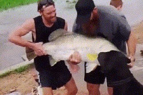 Cá mú khổng lồ mắc kẹt ở vùng nước nông được giải cứu