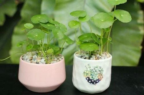 Đầu năm mới, mua ngay 5 cây cảnh để chiêu tài hút lộc, tiền về chật két
