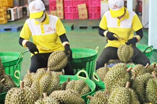EU 'siết' quy định với nông sản, doanh nghiệp cần làm gì?