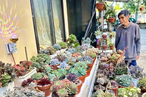 Ông bảo vệ đam mê sen đá