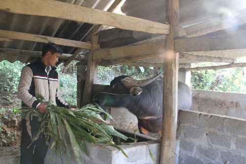 Chủ động các biện pháp phòng chống đói, rét cho vật nuôi, thủy sản