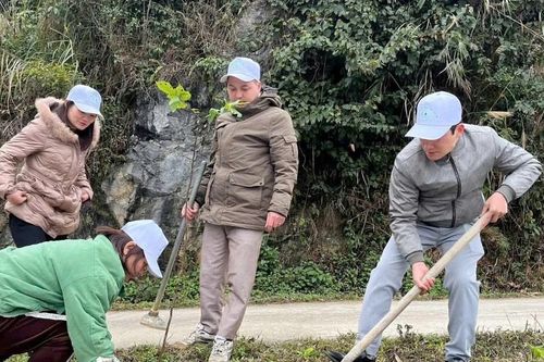Toàn tỉnh trồng hơn 60 ha rừng sản xuất ngay trong tháng đầu năm 2025