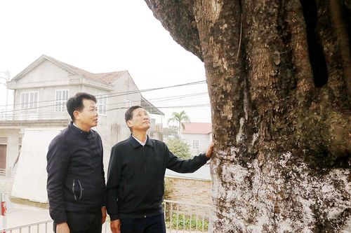 'Báu vật xanh' ở Quang Húc