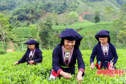 Mùa Xuân trên bản Dao