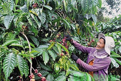 Xuất khẩu cà phê vào thị trường Bắc Âu chuẩn bị tuân thủ EUDR: 5 khuyến nghị cho doanh nghiệp