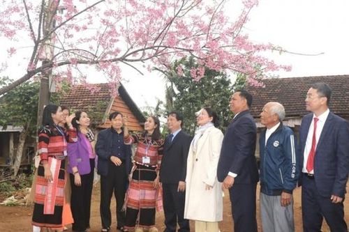 Bình Định: Chiêm ngưỡng sắc đào trên vùng cao Vĩnh Thạnh