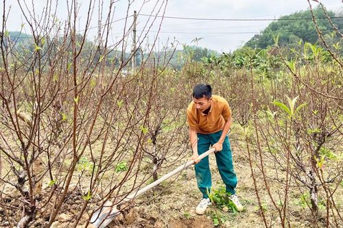 Nhà vườn chăm sóc, phục hồi đào cảnh sau tết