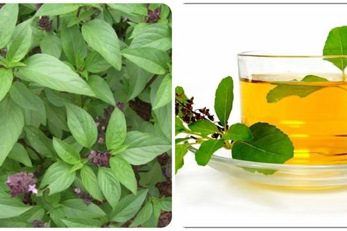 Uống nước húng quế mỗi ngày có tốt cho sức khỏe?