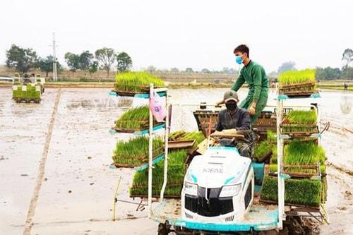 Rộn ràng xuống đồng đầu xuân
