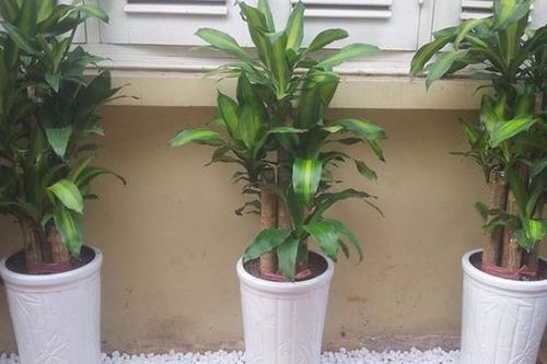 Nên đặt cây thiết mộc lan ở vị trí nào để hợp phong thủy?