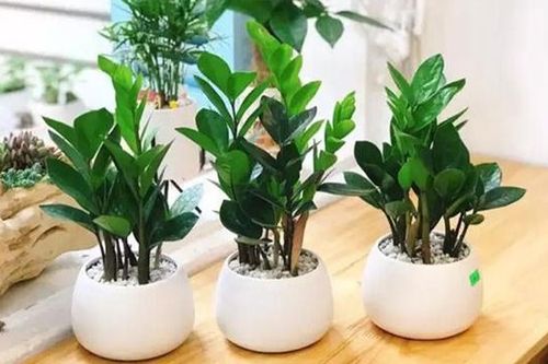 Những loại cây cảnh phù hợp với gia chủ Nhâm Tuất 1982