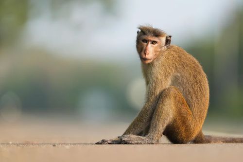 Sri Lanka mất điện toàn quốc vì một con khỉ