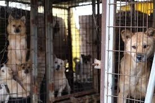 Hàng trăm trang trại nuôi chó đóng cửa vì luật cấm thịt chó ở Hàn Quốc