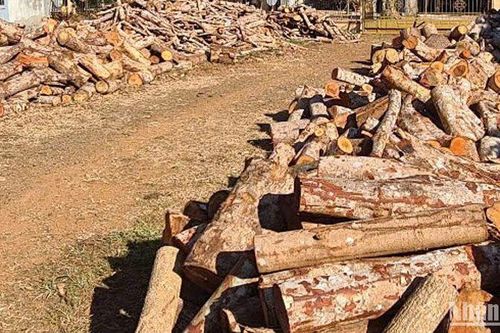 Rừng bị khai thác trái phép tại Tuy Đức thuộc Ban quản lý Rừng phòng hộ vành đai biên giới quản lý