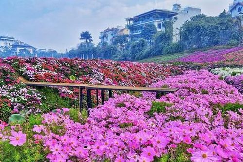 Hàng nghìn m2 đất Thung lũng hoa Hồ Tây được đấu giá cho thuê trên 700 triệu đồng/năm