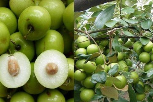 Tác dụng bất ngờ của hạt táo ta