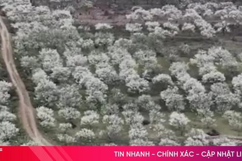 Mùa hoa mận trên cao nguyên Mộc Châu