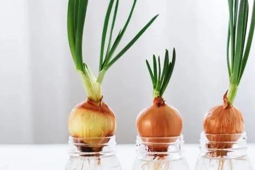 Đặt 1 củ hành tây trong nhà, công dụng tuyệt vời ai cũng bất ngờ