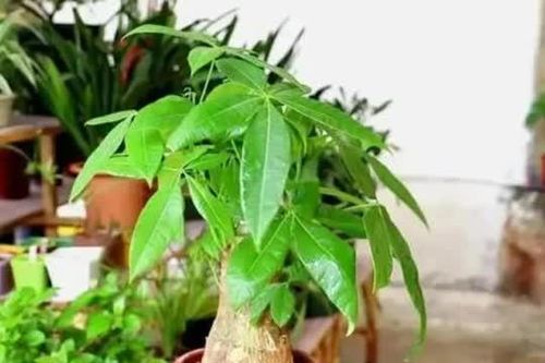 5 cây cảnh rất hiếm nở hoa, nếu bỗng nhiên nở hoa ắt có 'điềm báo mừng', gia chủ cần chuẩn bị