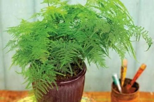 Trồng '4 loại cây xanh' này ở nhà như lắp máy không khí, sức khỏe cả nhà tốt hơn hẳn