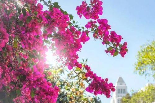 Tưới hoa giấy bằng loại nước này, hoa nở rực rỡ khắp sân nhà, tuôn trào như suối