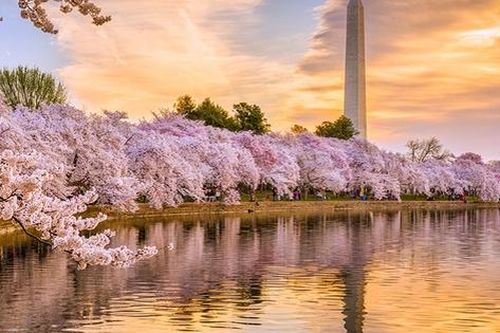 Ngắm hoa anh đào nở đẹp như mơ bên hồ Tidal Basin