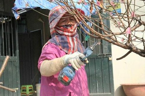 Tất bật 'hồi sinh' hoa đào sau Tết