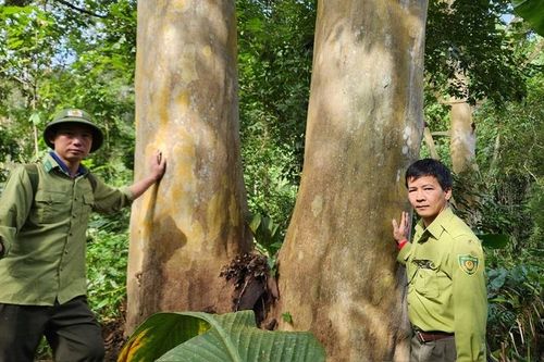 Nâng hạng Khu Bảo tồn thiên nhiên Xuân Liên thành Vườn quốc gia Xuân Liên