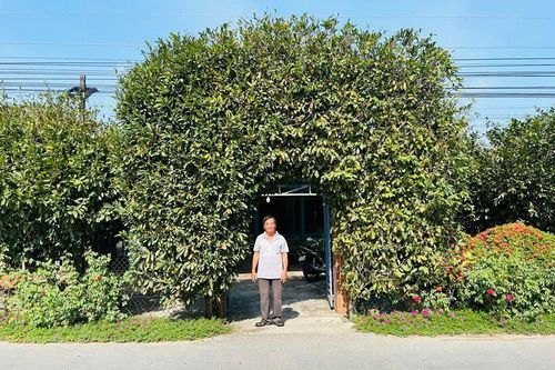 Độc đáo cổng rào mai vàng