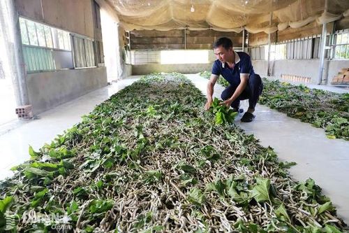 Nghề trồng dâu, nuôi tằm giúp phát triển kinh tế ở xã vùng sâu