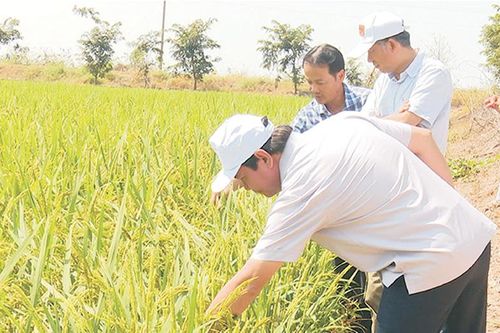 TP Hồng Ngự đón doanh nghiệp tham quan mô hình sản xuất nông nghiệp đầu năm