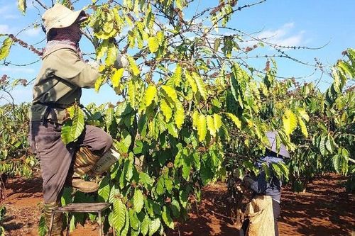 Chủ động phòng trừ sâu bệnh hại cây trồng vụ Đông Xuân