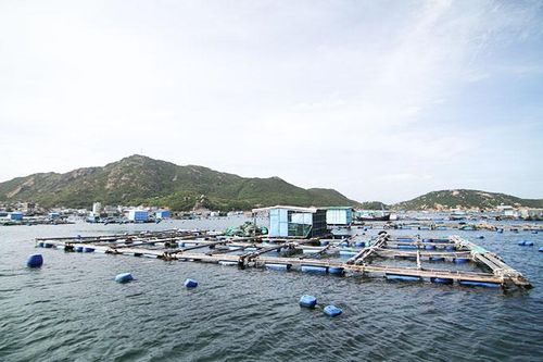 2.381 cơ sở nuôi trồng thủy sản nhỏ lẻ cam kết sản xuất kinh doanh thực phẩm an toàn