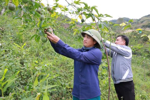 Mở hướng phát triển kinh tế bền vững
