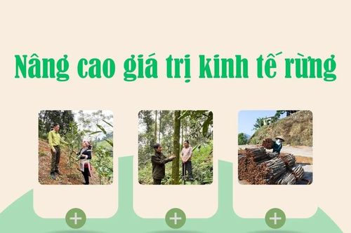 Nâng cao giá trị kinh tế rừng