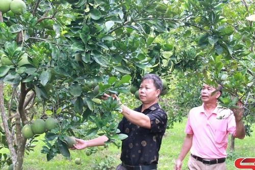 Mường La mở rộng vùng cây ăn quả