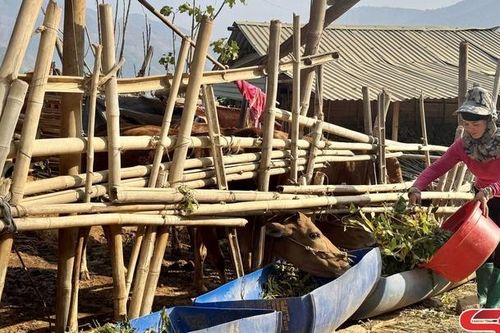 Hội viên nông dân giỏi