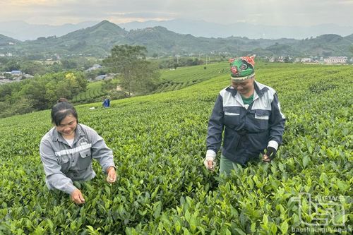 Tân Linh sản xuất chè theo hướng 'tích hợp đa giá trị'